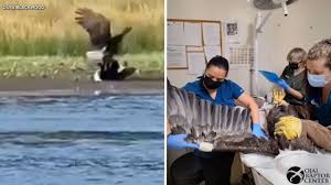 Jackie the Bald Eagle in Critical Condition After Fight