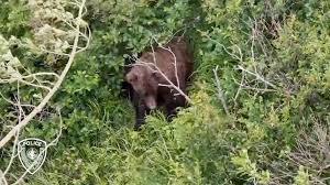 Woman attacked by brown bear on Anchorage trail, injured