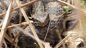 Michigan Man Bitten by Rare Eastern Massasauga Rattlesnake